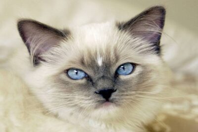 Ragdoll-2