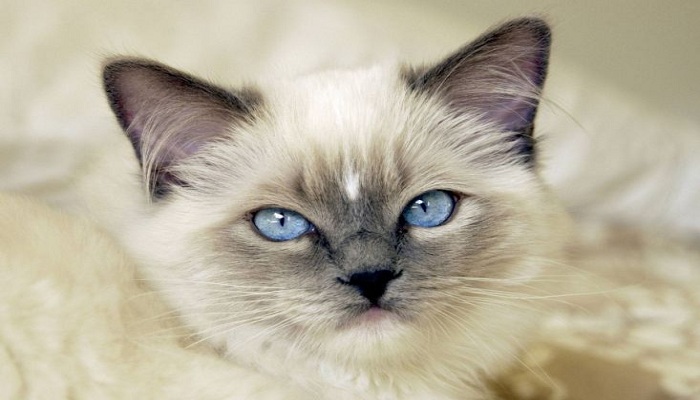 Ragdoll-2