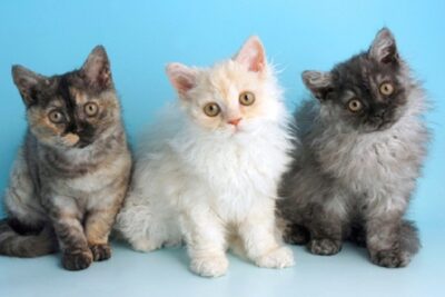 Selkirk-Rex-2