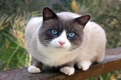 Snowshoe-1