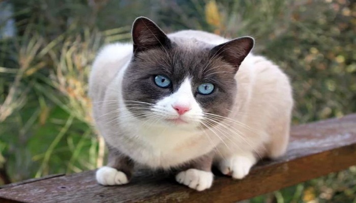 Snowshoe-1