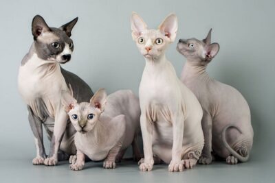 Sphynx-3