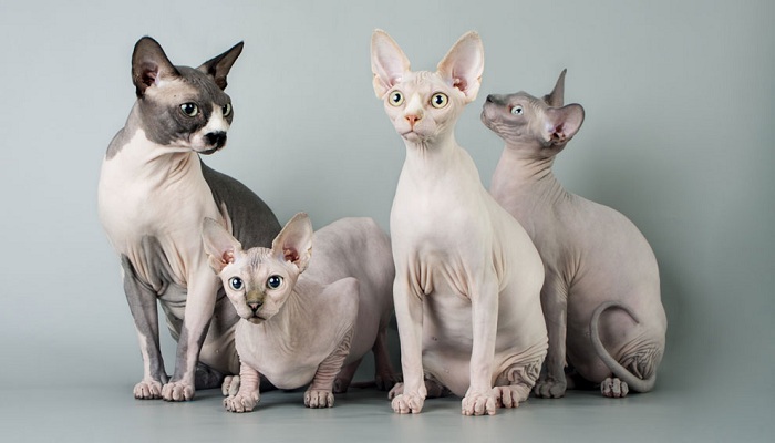 Sphynx-3