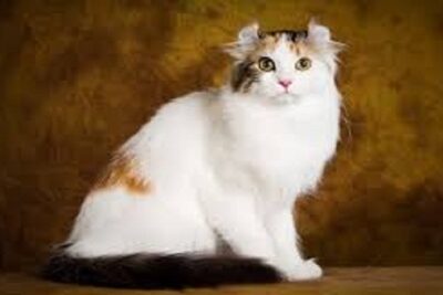 american curl