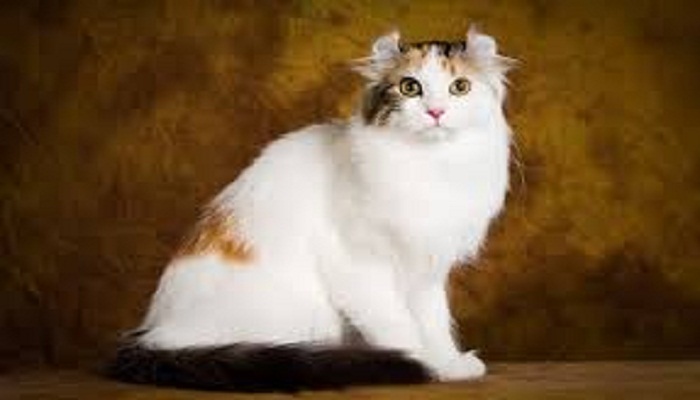 american curl