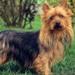 australian terrier