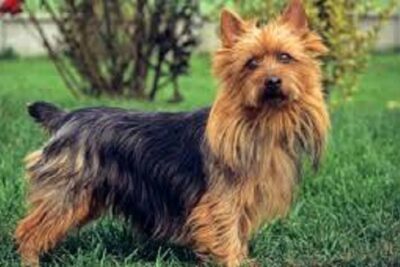 australian terrier