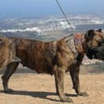 bardino
