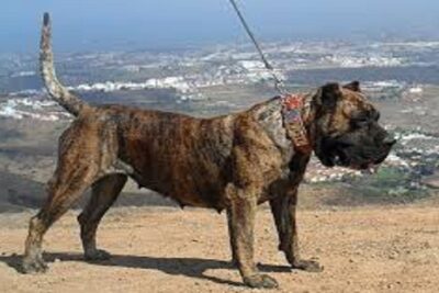 bardino