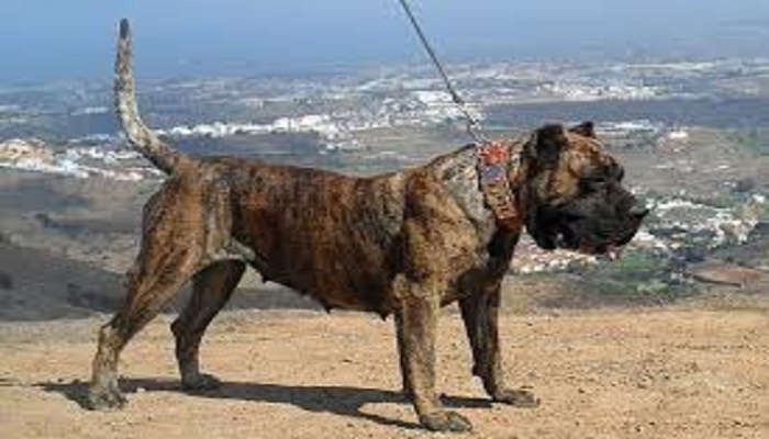 bardino