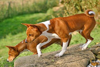 basenji
