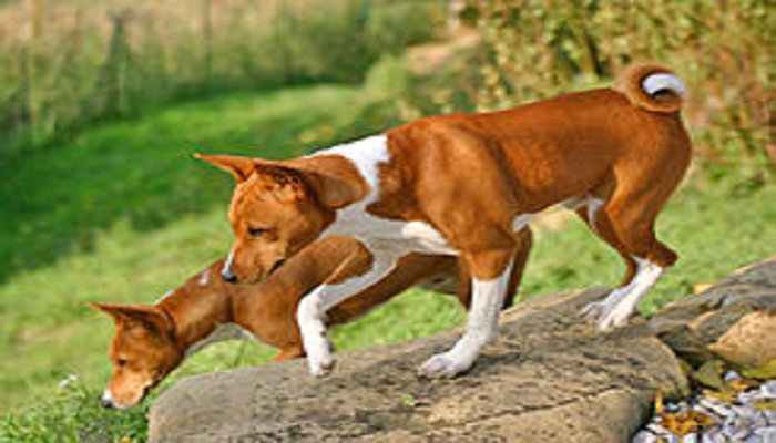 basenji