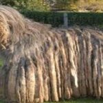 Bergamasco