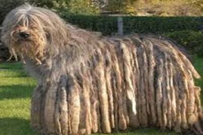 Bergamasco