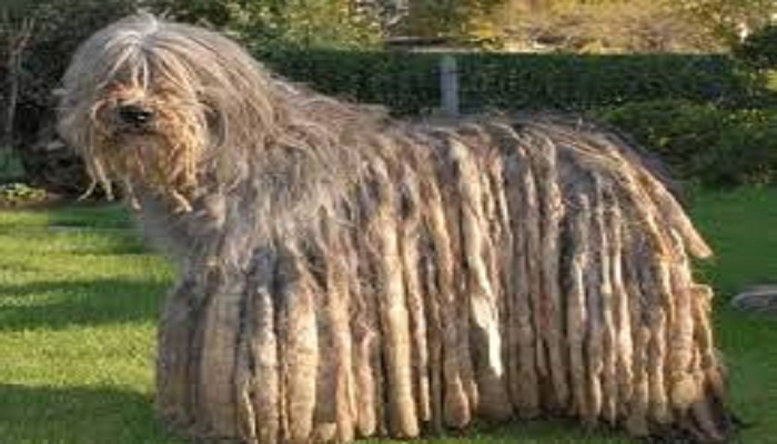Bergamasco