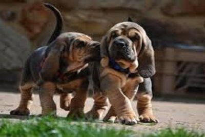 perro bloodhound