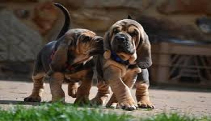 perro bloodhound