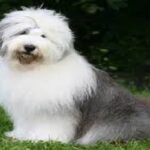 bobtail