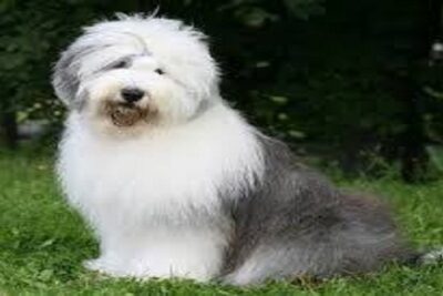 bobtail
