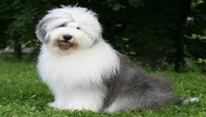 bobtail