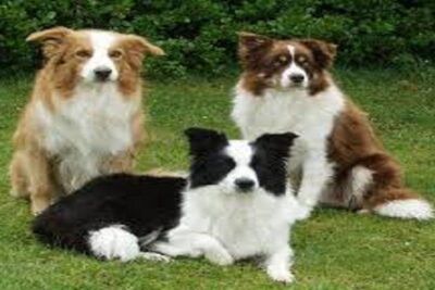border collie