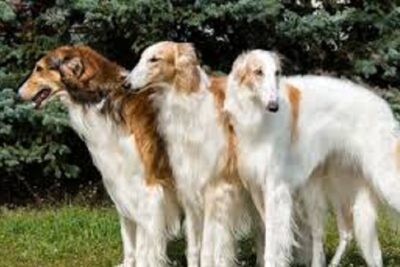 perro borzoi
