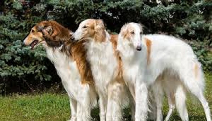 perro borzoi