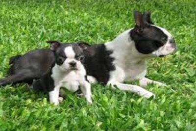 boston terrier