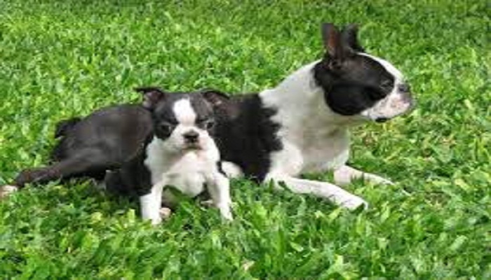 boston terrier