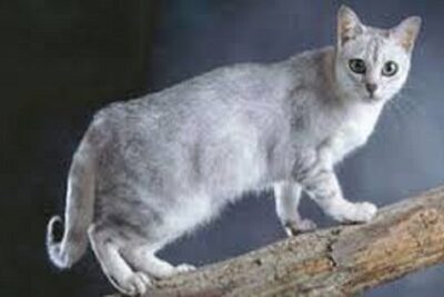 gato burmilla