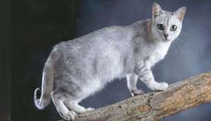 gato burmilla