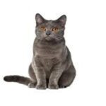 gato chartreux
