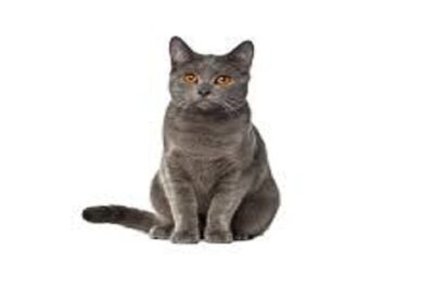 gato chartreux