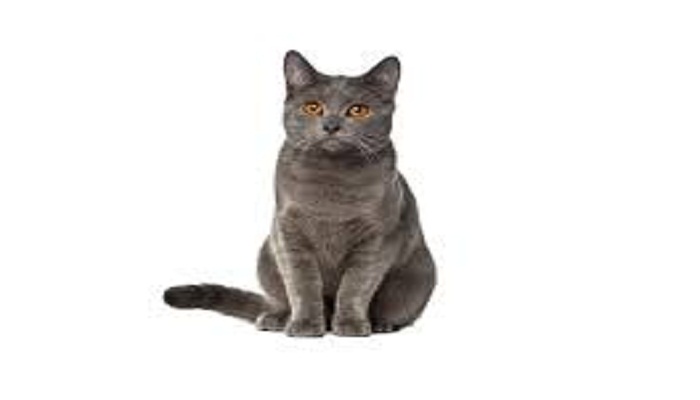 gato chartreux