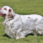 clumber-spaniel-1