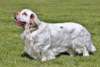 clumber-spaniel-1