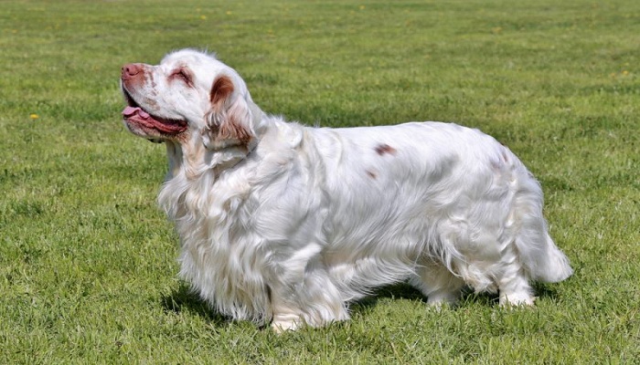clumber-spaniel-1