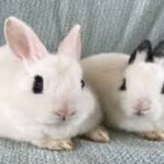 conejo blanco de hotot