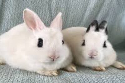conejo blanco de hotot