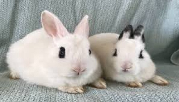 conejo blanco de hotot