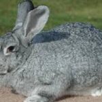 conejo chinchilla
