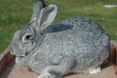 conejo chinchilla