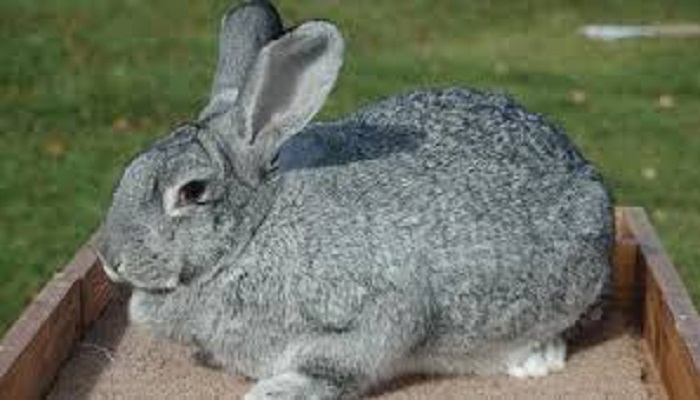 conejo chinchilla