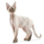gato devon rex