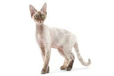 gato devon rex