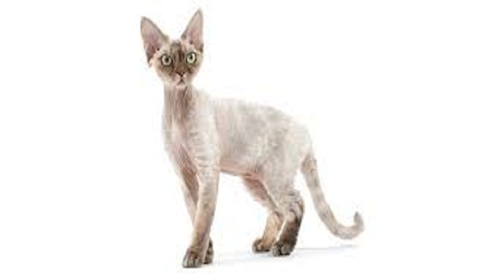 gato devon rex