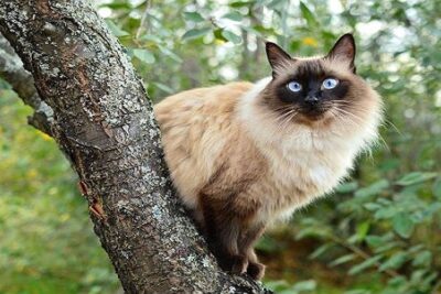 gato-balines-2