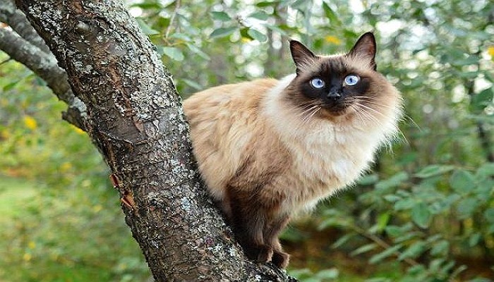 gato-balines-2