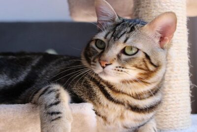 gato-comun-europeo-2