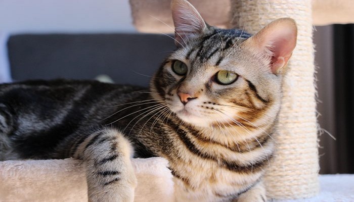 gato-comun-europeo-2